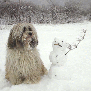 shaggy2.gif(25 kb)